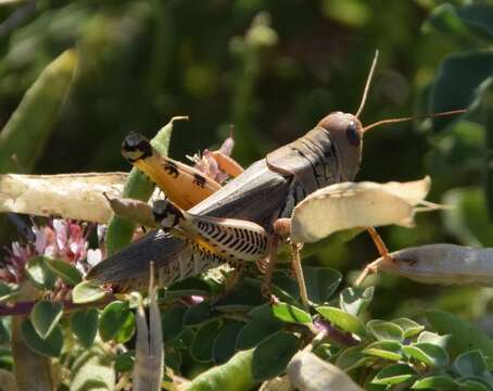 Image of Differential Grasshopper