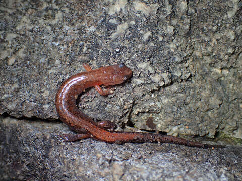 Image of Webster's Salamander