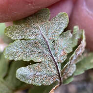 Image of Maxon's goldback fern