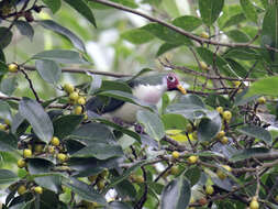 Image of Jambu Fruit Dove