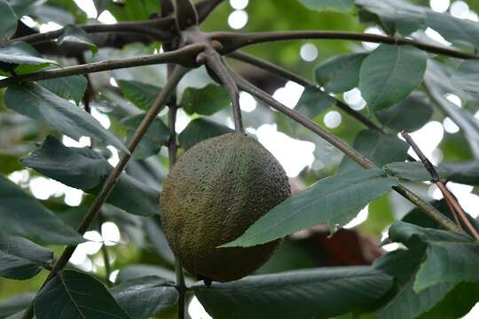 Image of Juglans olanchana Standl. & L. O. Williams