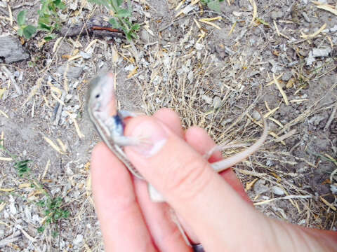 Image of Common Spotted Whiptail