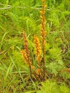 Слика од Orobanche alsatica subsp. libanotidis (Ruprecht) Pusch