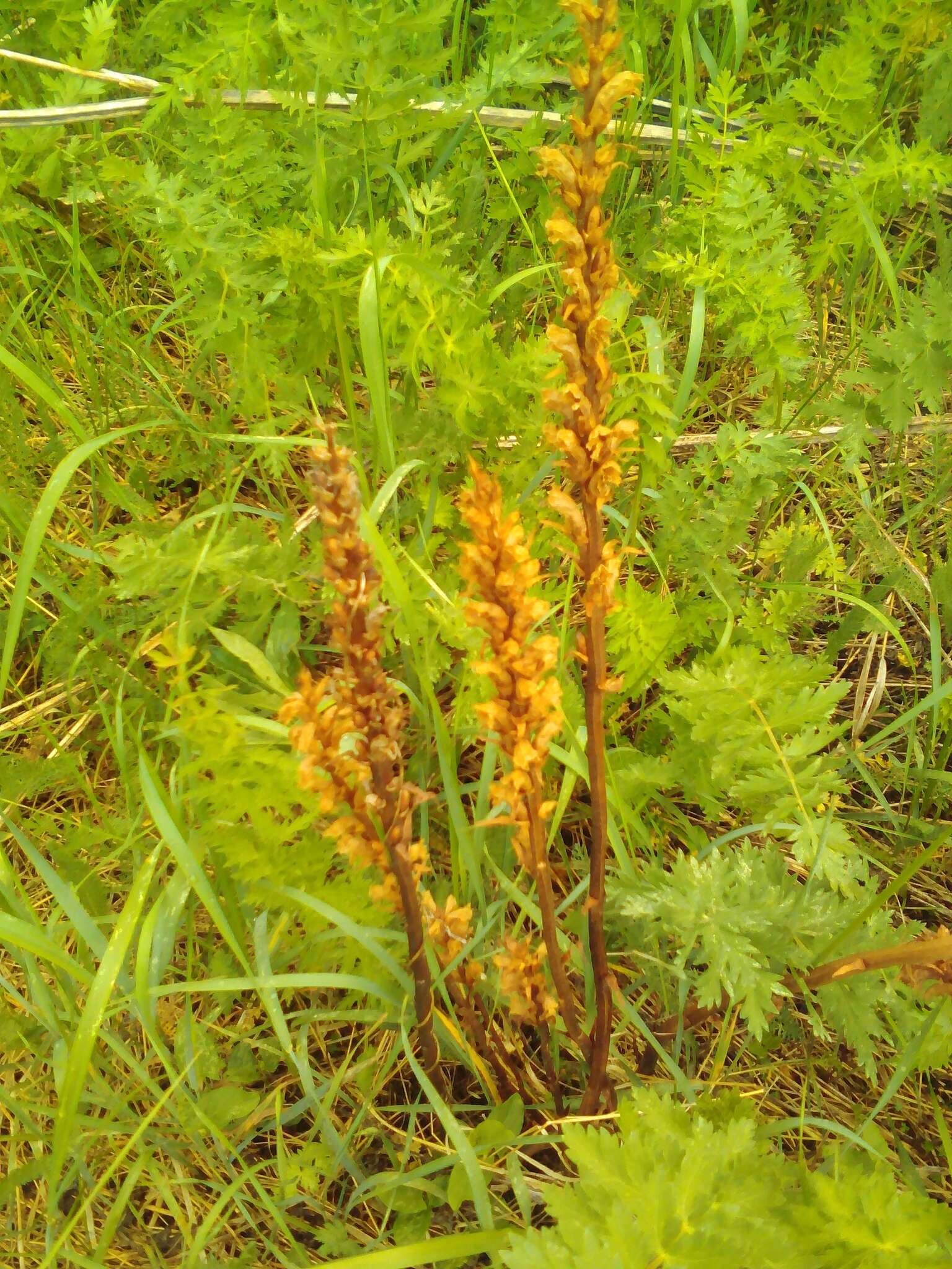 Слика од Orobanche alsatica subsp. libanotidis (Ruprecht) Pusch