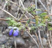 Image of Salvia chionophylla Fernald