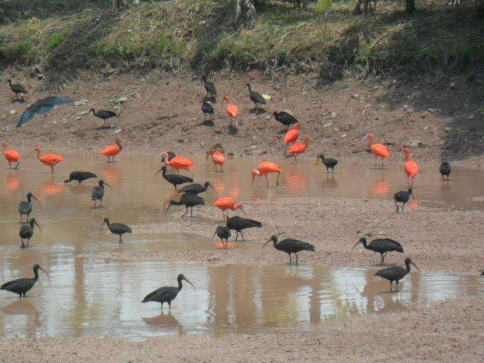 Image of Scarlet Ibis