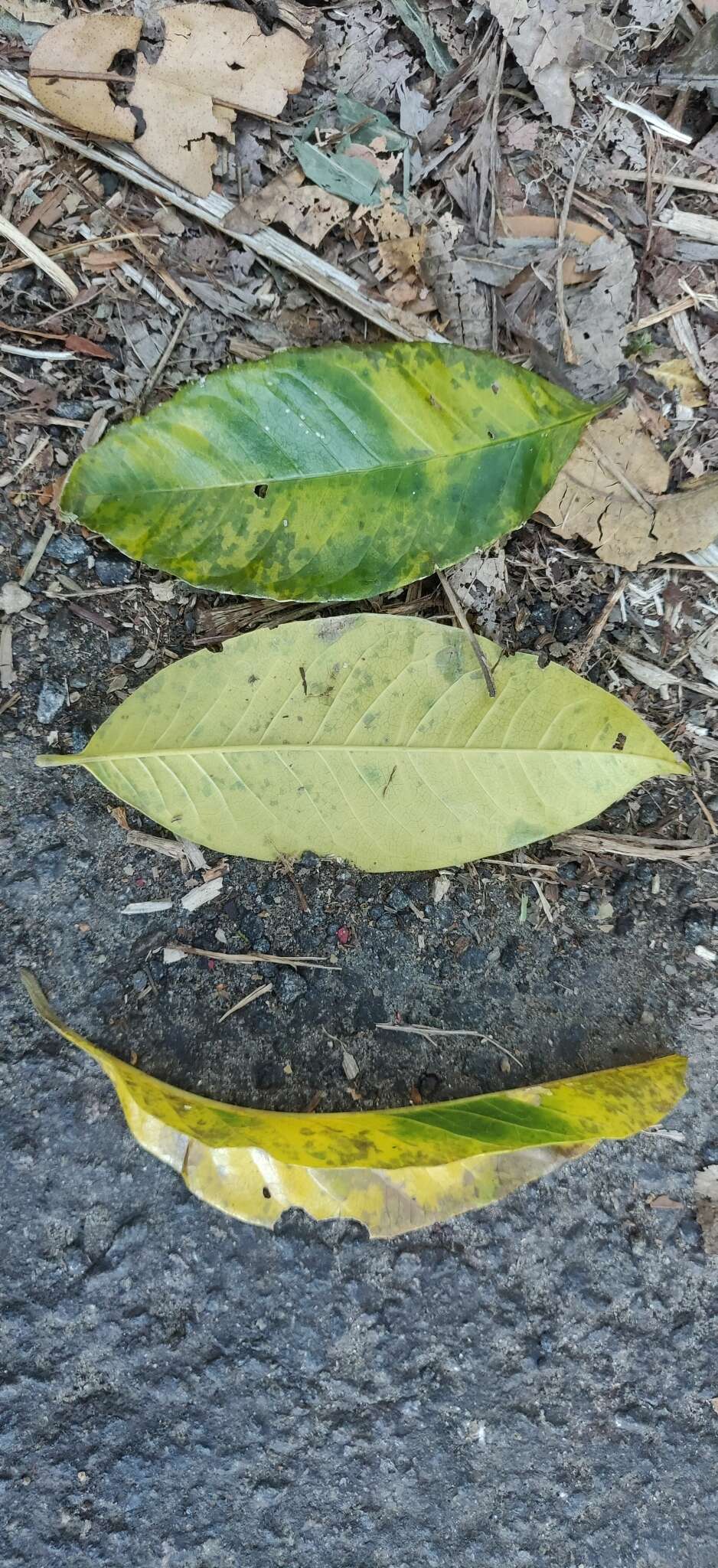 Image of Melicope lunu-ankenda (Gaertn.) T. G. Hartley