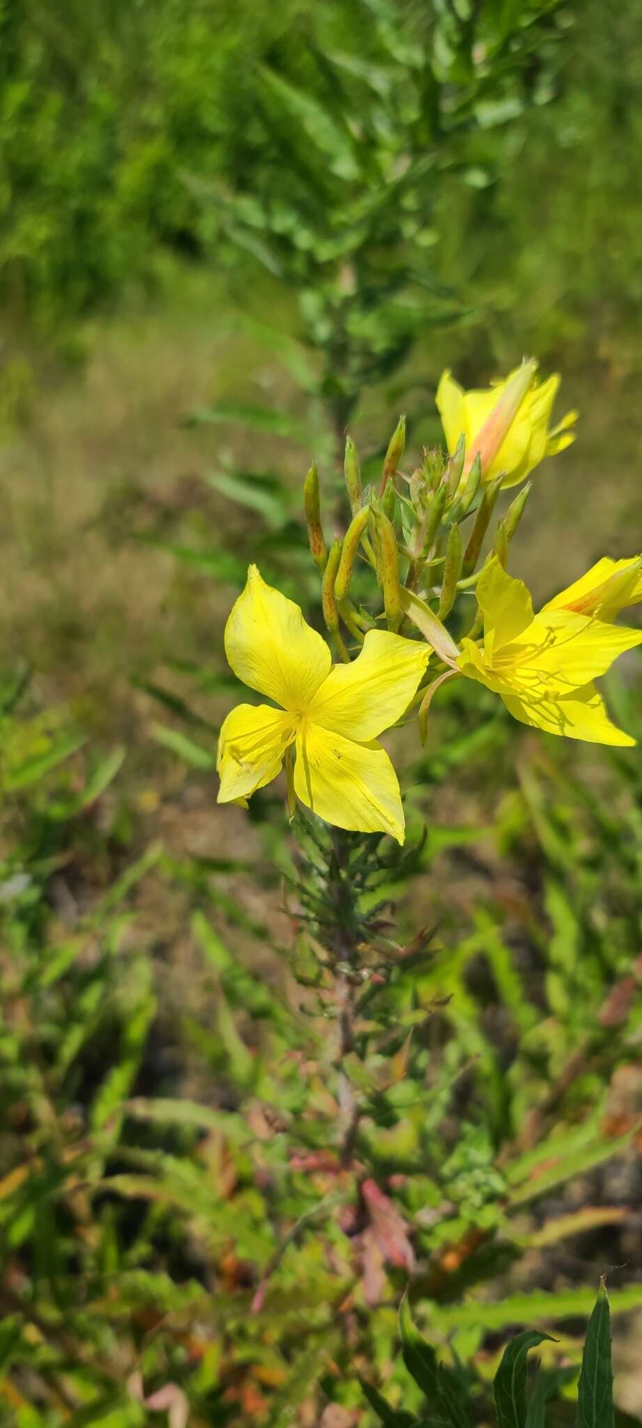 Imagem de Oenothera rhombipetala Nutt. ex Torr. & Gray