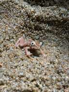 Image of Seychelles Tree Frog