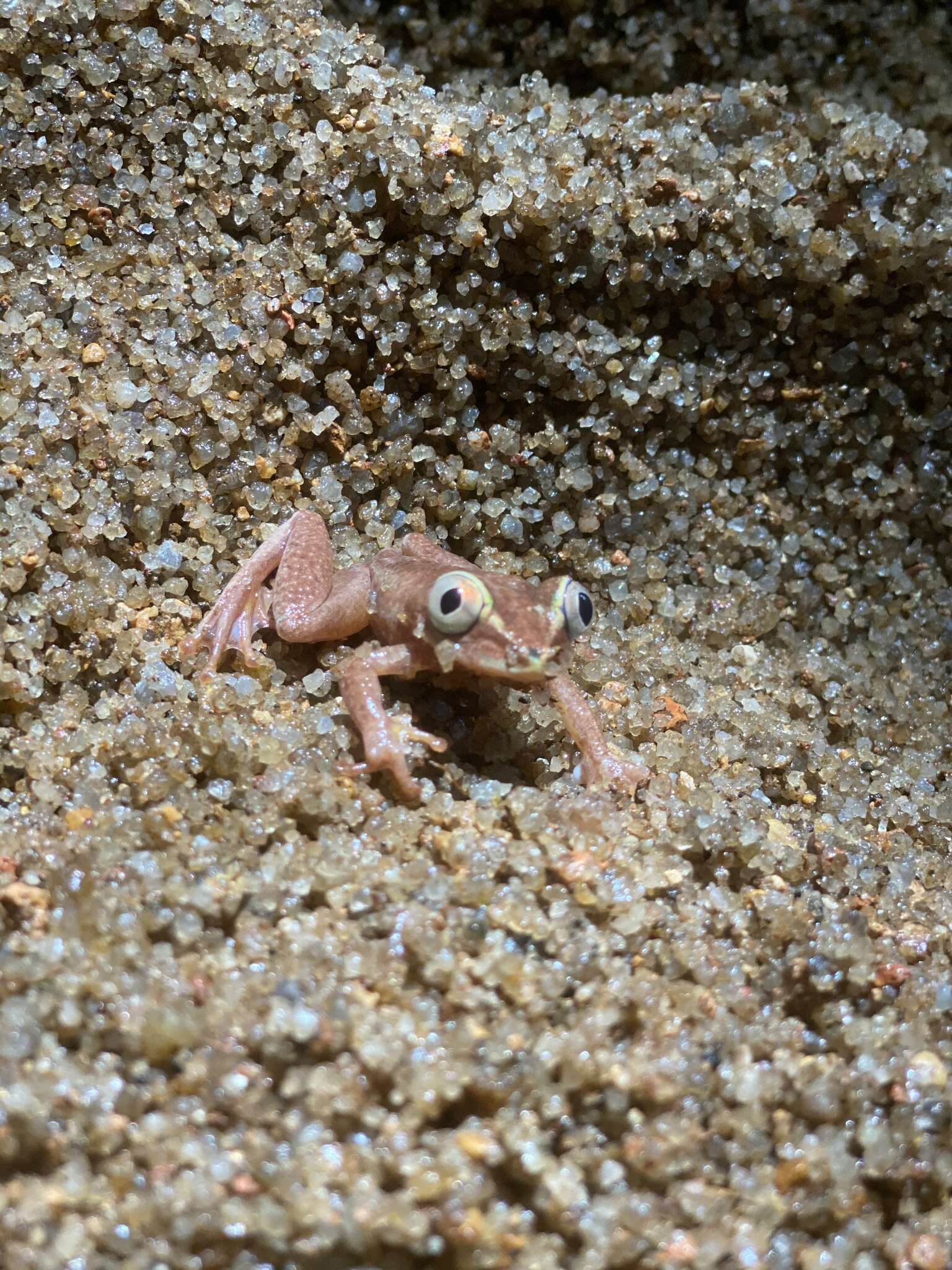 Image of Seychelles Tree Frog