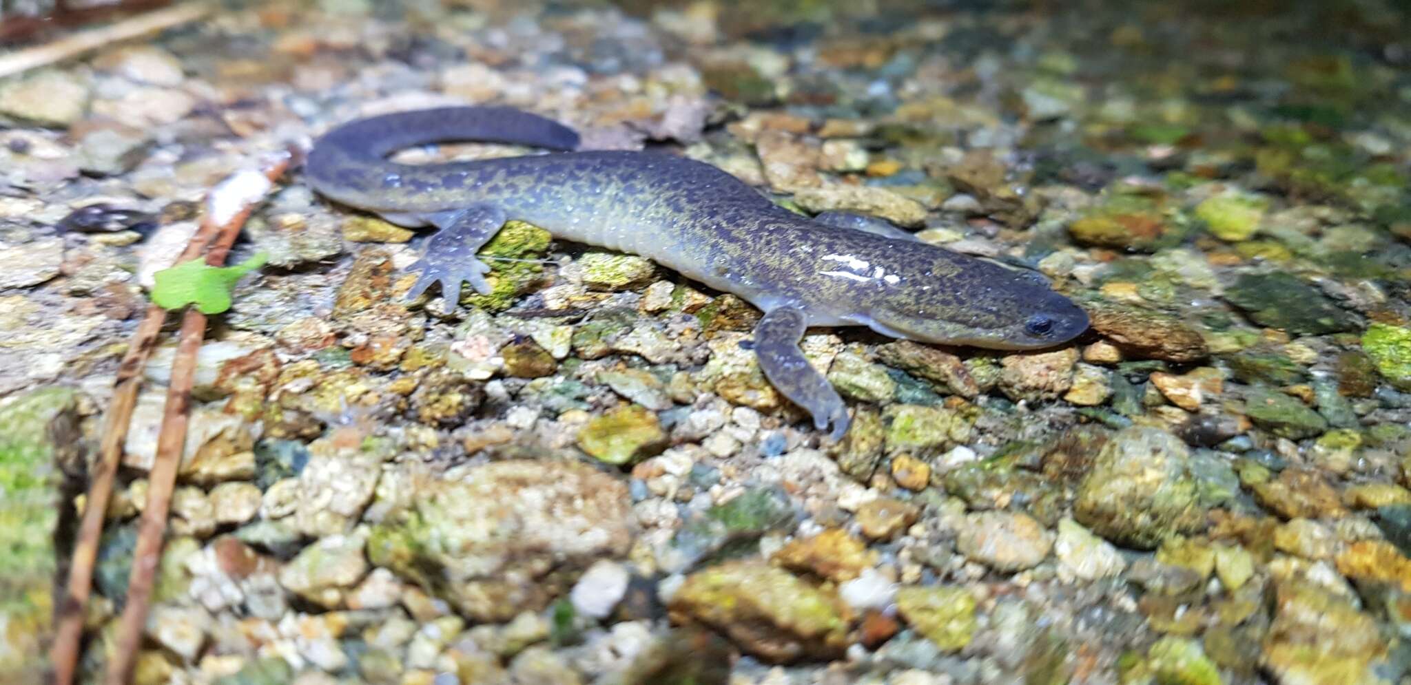 Image of Kori salamander