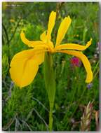 Image of Iris juncea Poir.