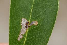 Plancia ëd Coptodisca splendoriferella Clemens 1860