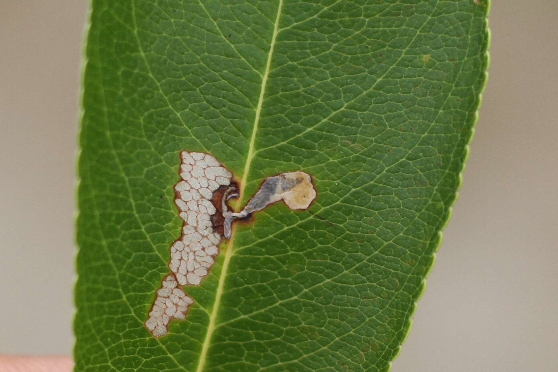 Plancia ëd Coptodisca splendoriferella Clemens 1860