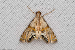 Image of Petrophila cappsi Lange 1956