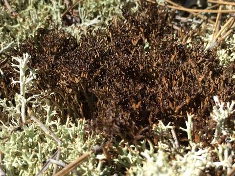 Image of reticulate cetraria lichen