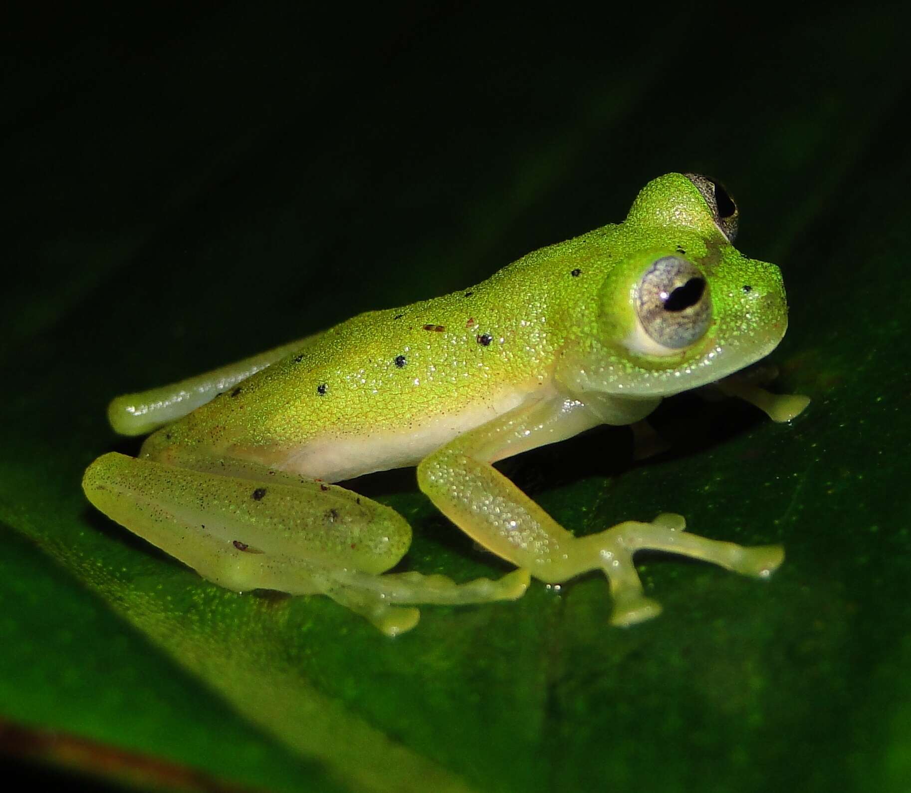 Image of Cochran Frog