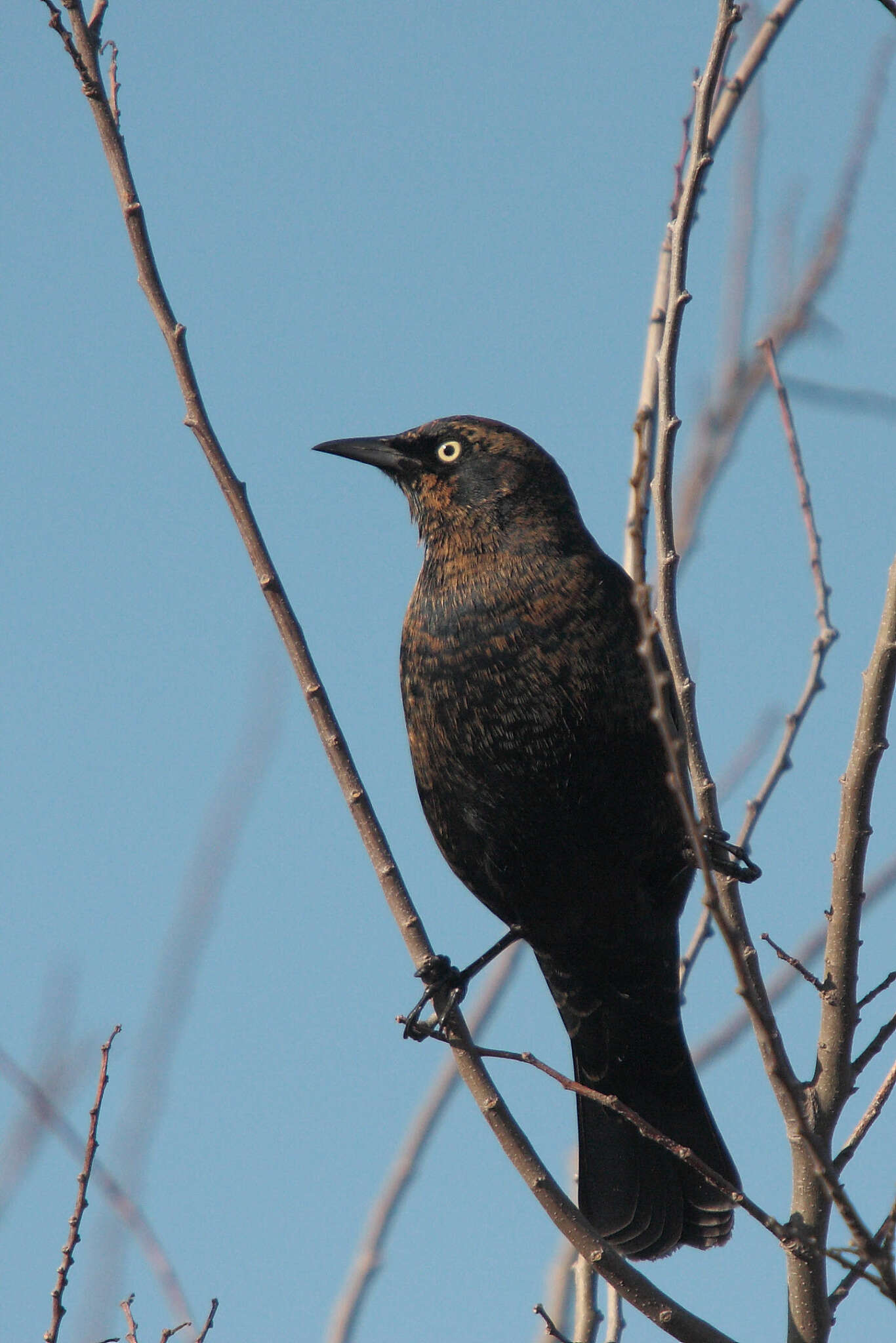 Image of Euphagus Cassin 1867