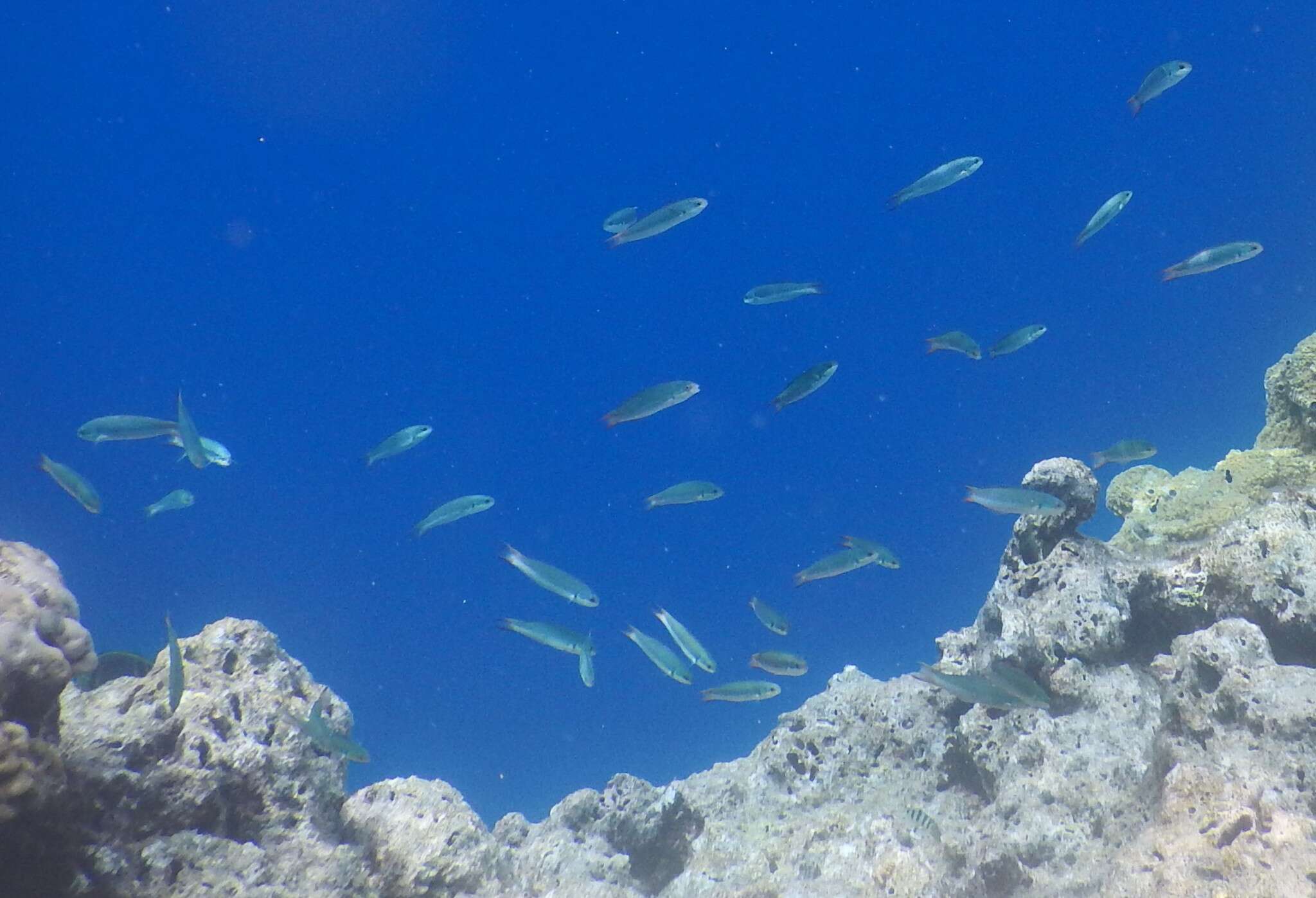 Image of Bluehead wrasse