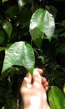 Imagem de Passiflora candollei Triana & Planchon