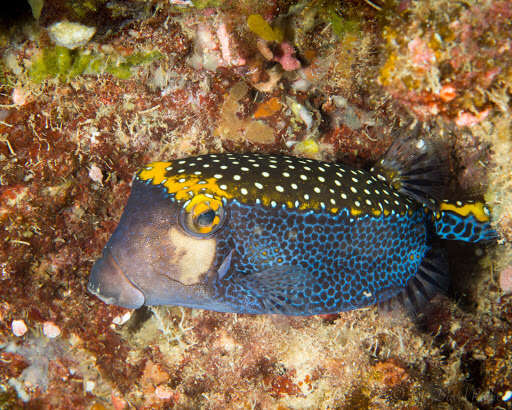 Image of Spotted boxfish