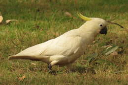 Image of Sulphur-crested Cockatoo