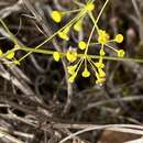 Bupleurum rigidum subsp. paniculatum (Brot.) H. Wolff resmi