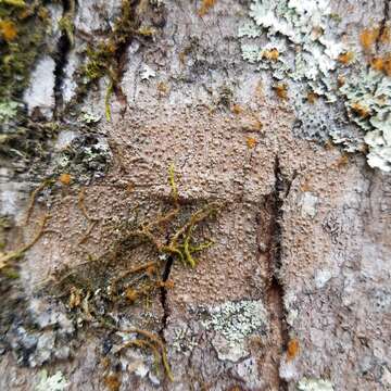 Image of wart lichen