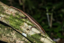 Image of Big Tree Skink