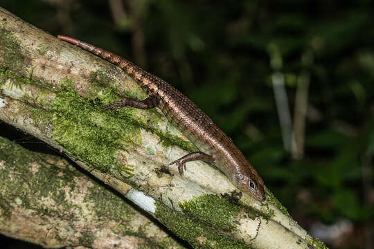 Image of Big Tree Skink