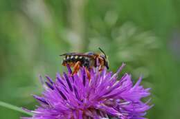 Rhodanthidium septemdentatum (Latreille 1809) resmi