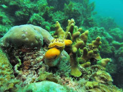 Image of Pastel skirt lifter slug