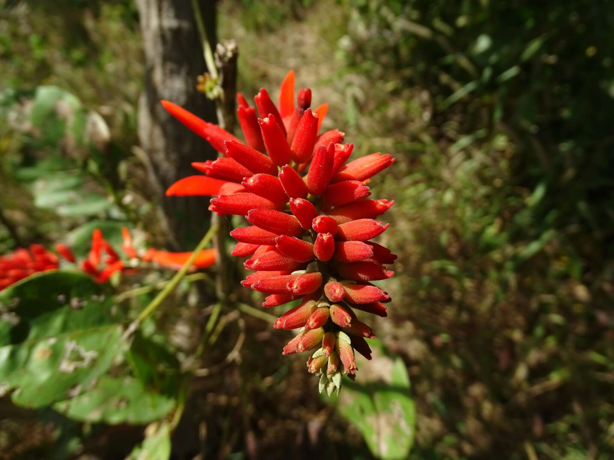 Image of Erythrina senegalensis DC.