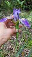 Image of Prairie Iris