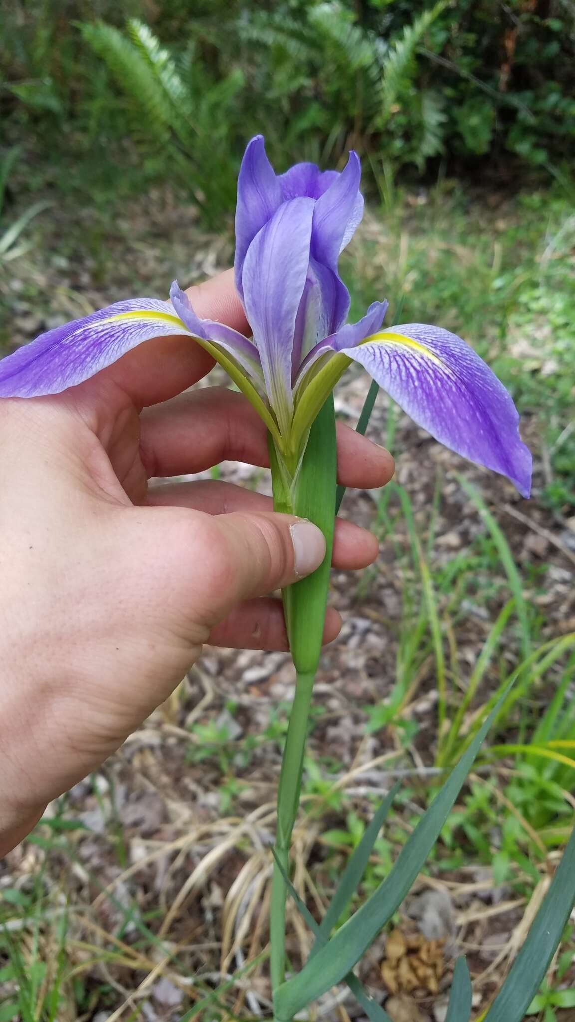 Image of Prairie Iris