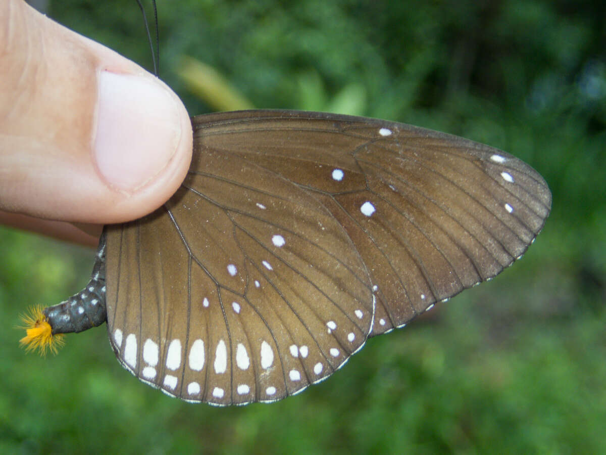 Image of <i>Euploea core godartii</i>