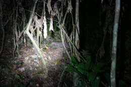 Image of Brush-tailed porcupine