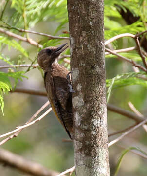 Image of Dryobates passerinus