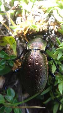 Image of Carabus (Orinocarabus) sylvestris Panzer 1793