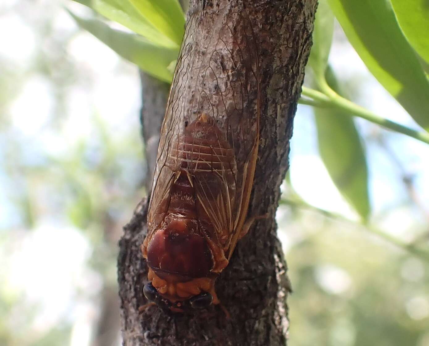 Image de Tryella castanea (Distant 1905)