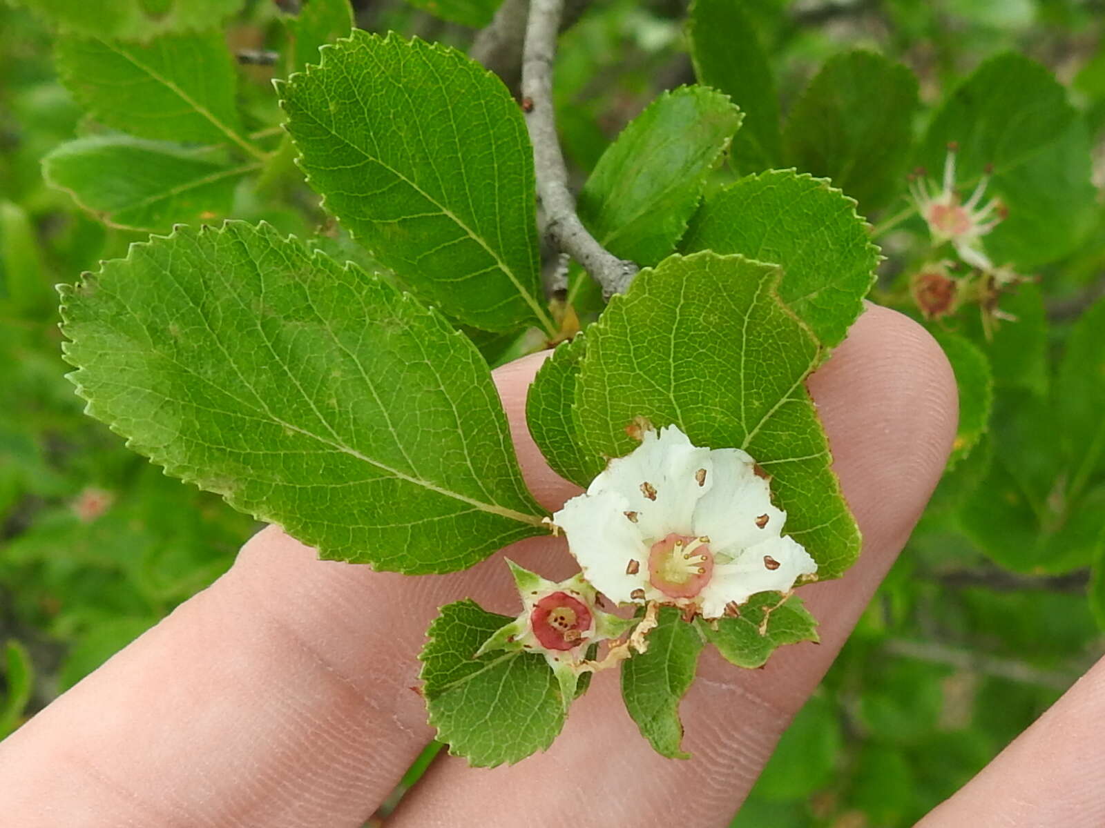 Слика од Crataegus reverchonii Sarg.