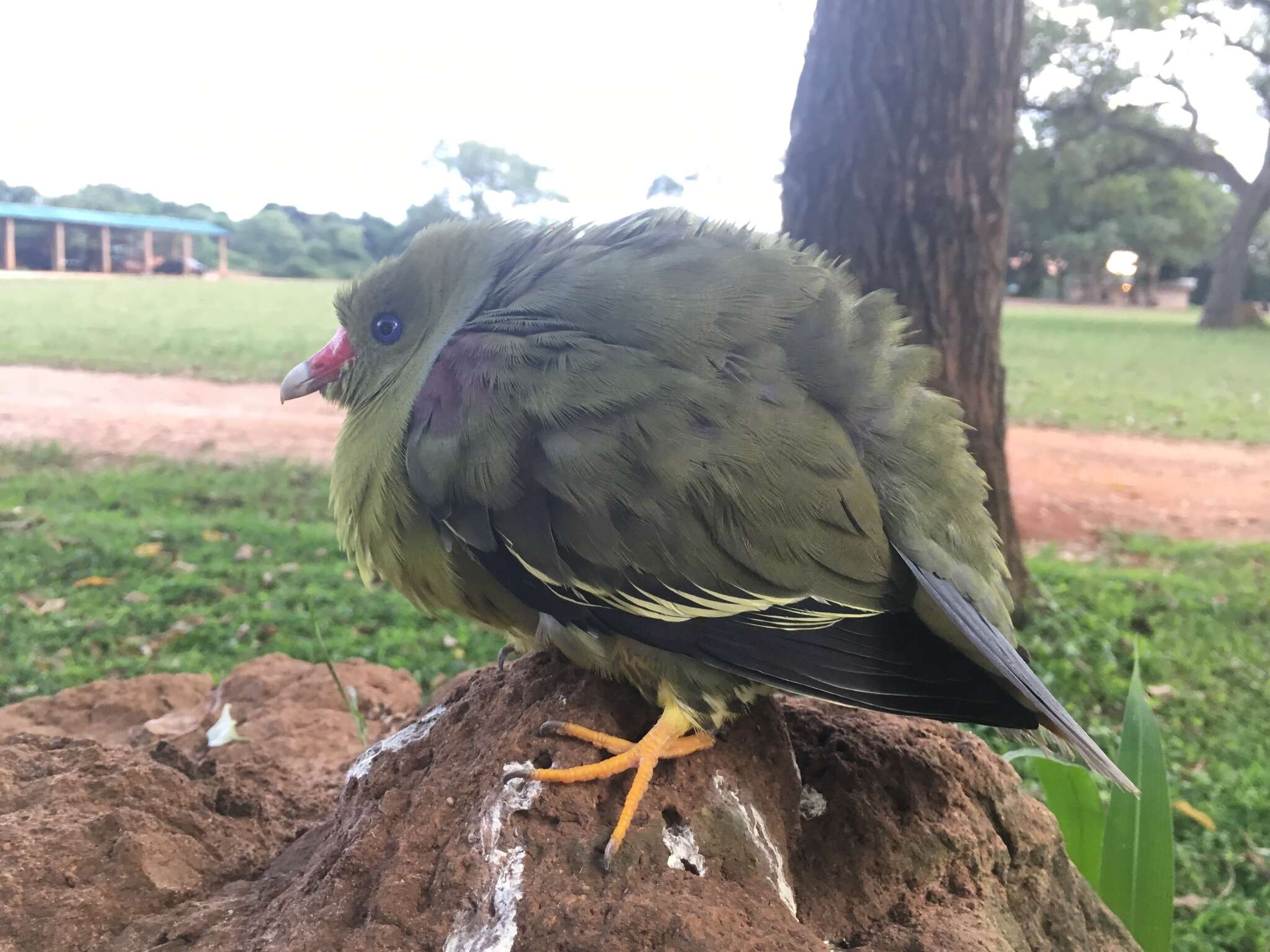 Image of African Green Pigeon