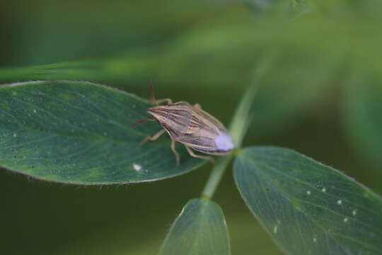 Image of Aelia acuminata (Linnaeus 1758)