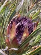 Imagem de Protea longifolia Andr.