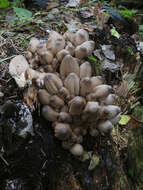 Image of Coprinopsis acuminata (Romagn.) Redhead, Vilgalys & Moncalvo 2001