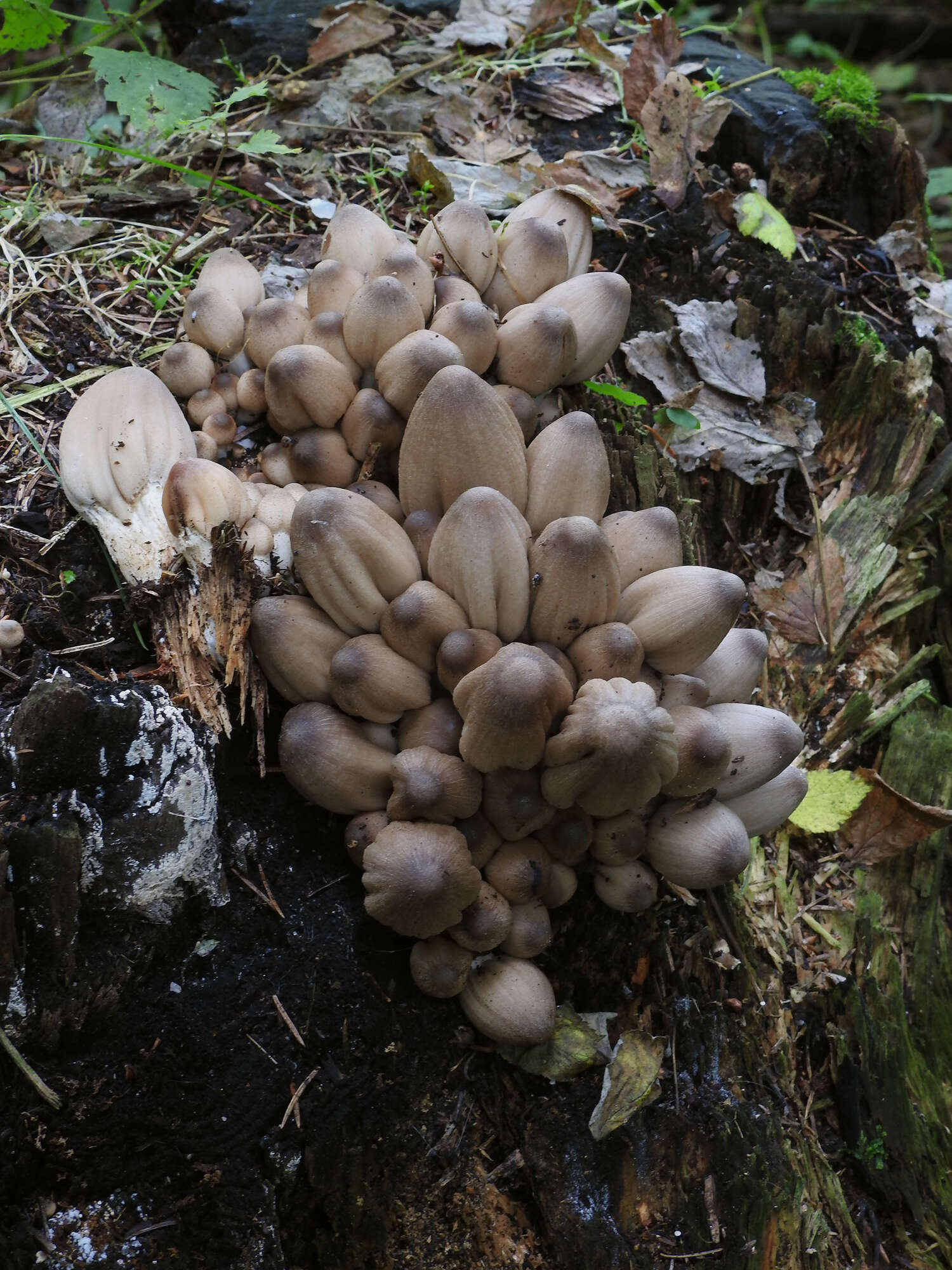 Image of Coprinopsis acuminata (Romagn.) Redhead, Vilgalys & Moncalvo 2001