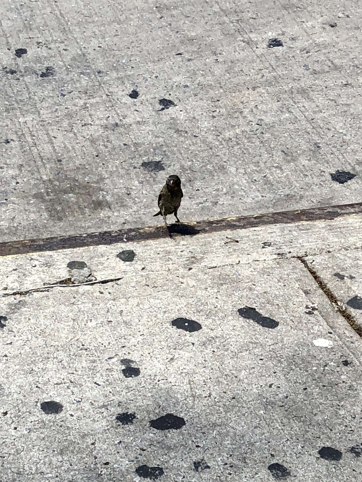 Image of Passer domesticus domesticus (Linnaeus 1758)