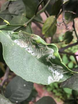 Sivun Phyllocnistis citrella Stainton 1856 kuva