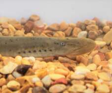 Image of Mountain Brook Lamprey