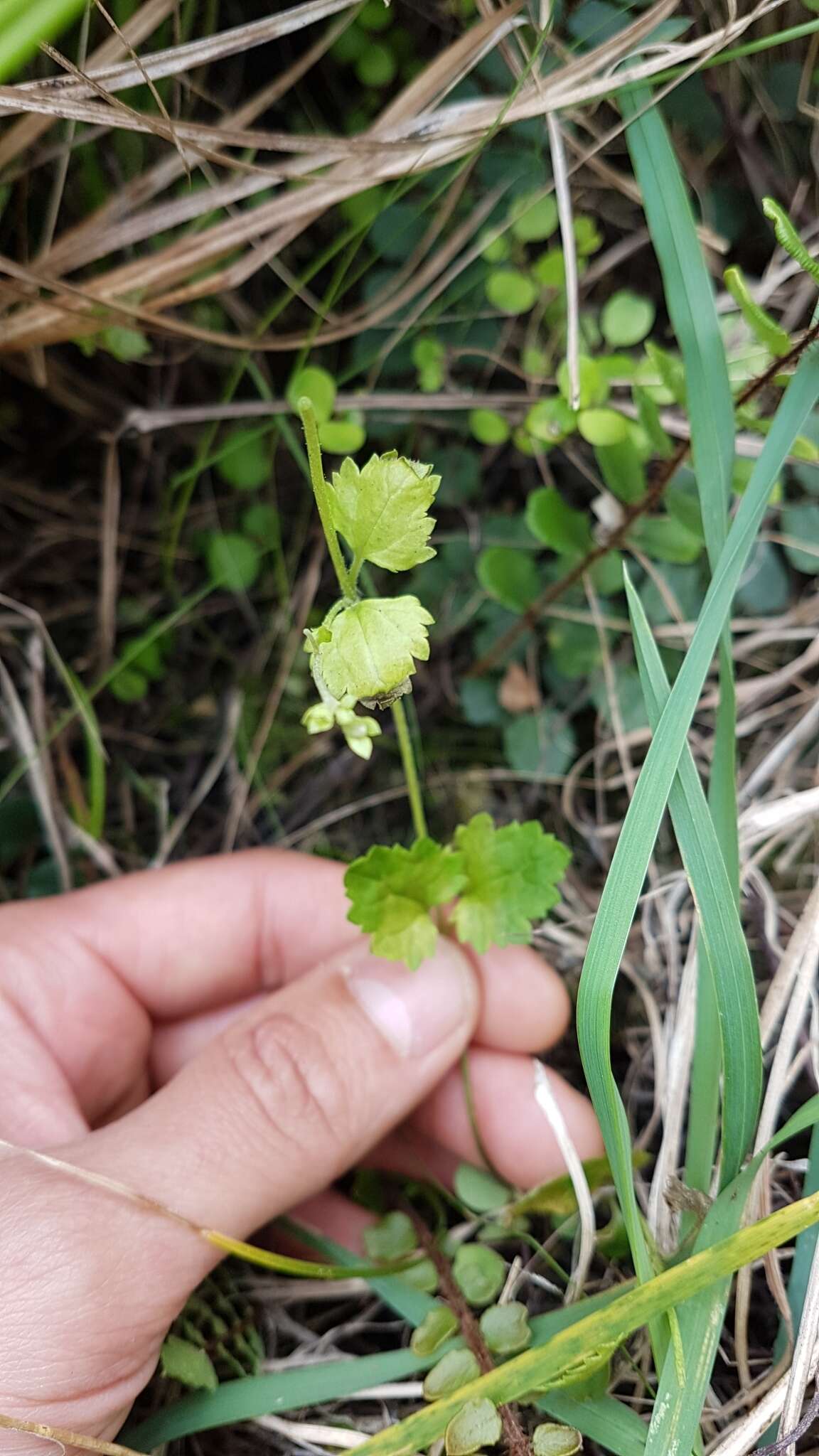 Image of Speedwell